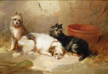 Drei Terrier